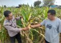 Polsek Prambon Dampingi Petani Guna Sukseskan Program Ketahanan Pangan
