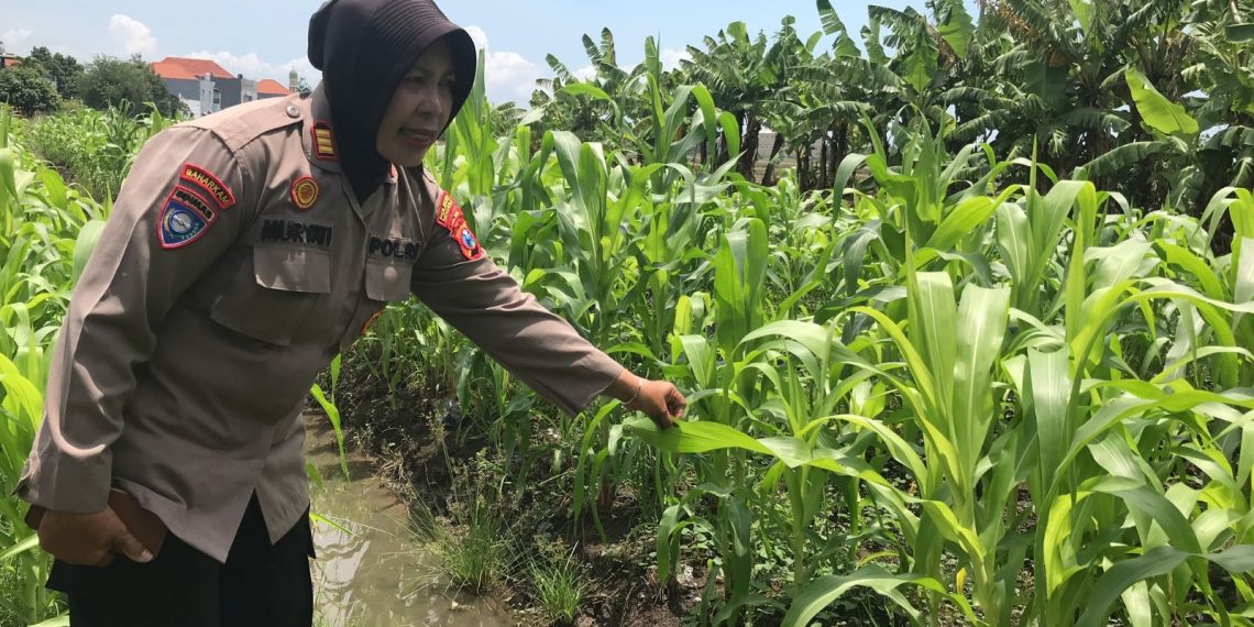 Tanaman Jagung Mulai Berbuah, Polsek Gedangan Intensifkan Pendampingan Ketahanan Pangan