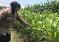 Tanaman Jagung Mulai Berbuah, Polsek Gedangan Intensifkan Pendampingan Ketahanan Pangan