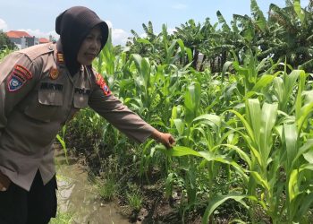 Tanaman Jagung Mulai Berbuah, Polsek Gedangan Intensifkan Pendampingan Ketahanan Pangan