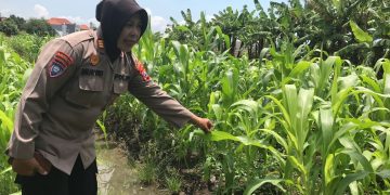 Tanaman Jagung Mulai Berbuah, Polsek Gedangan Intensifkan Pendampingan Ketahanan Pangan