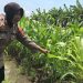 Tanaman Jagung Mulai Berbuah, Polsek Gedangan Intensifkan Pendampingan Ketahanan Pangan