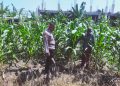 Tingkatkan Swasembada Pangan, Polsek Sedati Dampingi Pengembangan Lahan Jagung