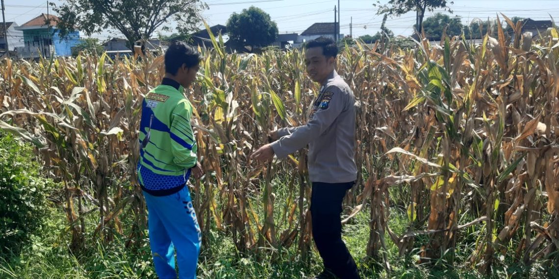 Polisi Pantau Lahan Jagung Siap Panen di Prambon, Dukung Ketahanan Pangan