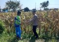 Polisi Pantau Lahan Jagung Siap Panen di Prambon, Dukung Ketahanan Pangan