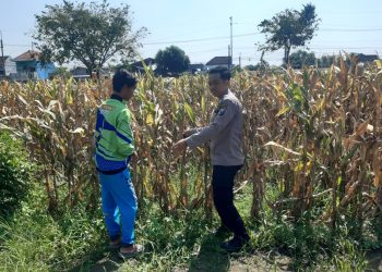 Polisi Pantau Lahan Jagung Siap Panen di Prambon, Dukung Ketahanan Pangan