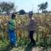 Polisi Pantau Lahan Jagung Siap Panen di Prambon, Dukung Ketahanan Pangan