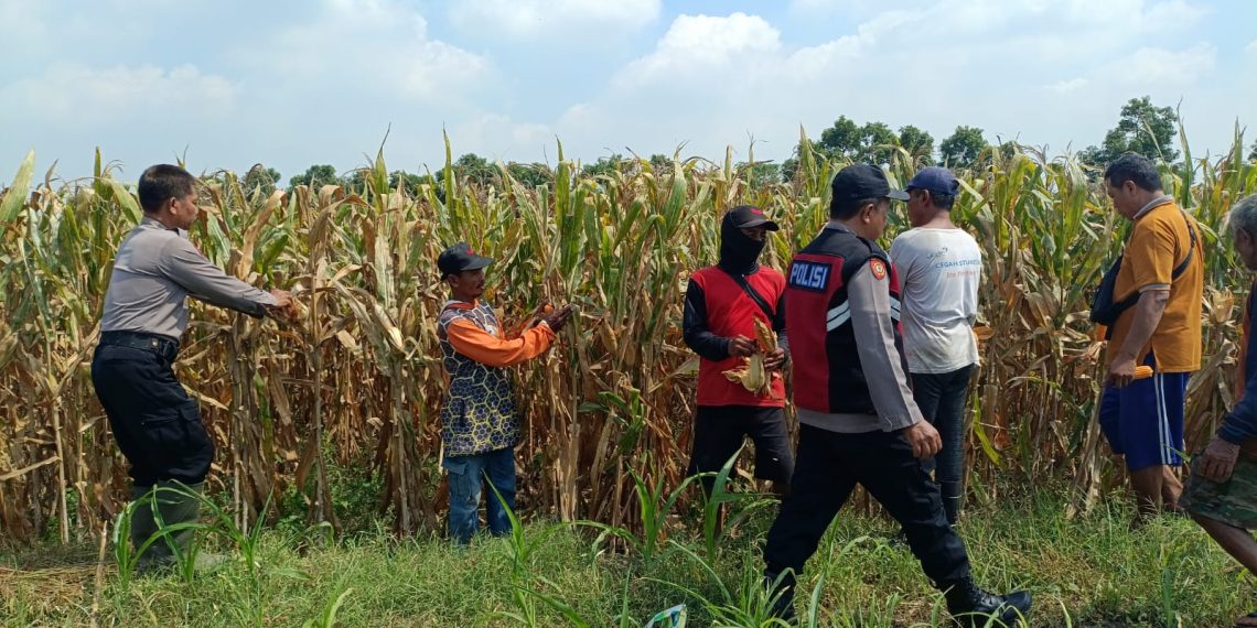 Polisi dan Petani di Balongbendo Kelola Tanaman Jagung