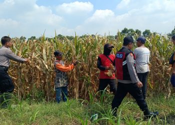 Polisi dan Petani di Balongbendo Kelola Tanaman Jagung