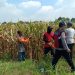 Polisi dan Petani di Balongbendo Kelola Tanaman Jagung