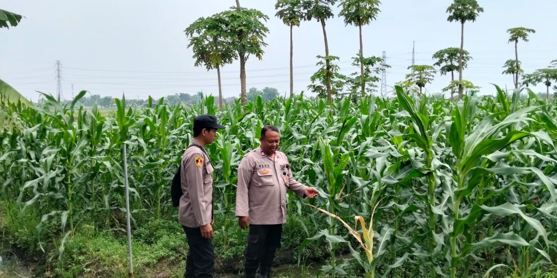 Polsek Jabon Cek Perkembangan Tanaman Jagung
