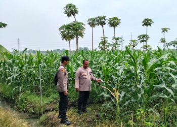 Polsek Jabon Cek Perkembangan Tanaman Jagung