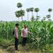 Polsek Jabon Cek Perkembangan Tanaman Jagung