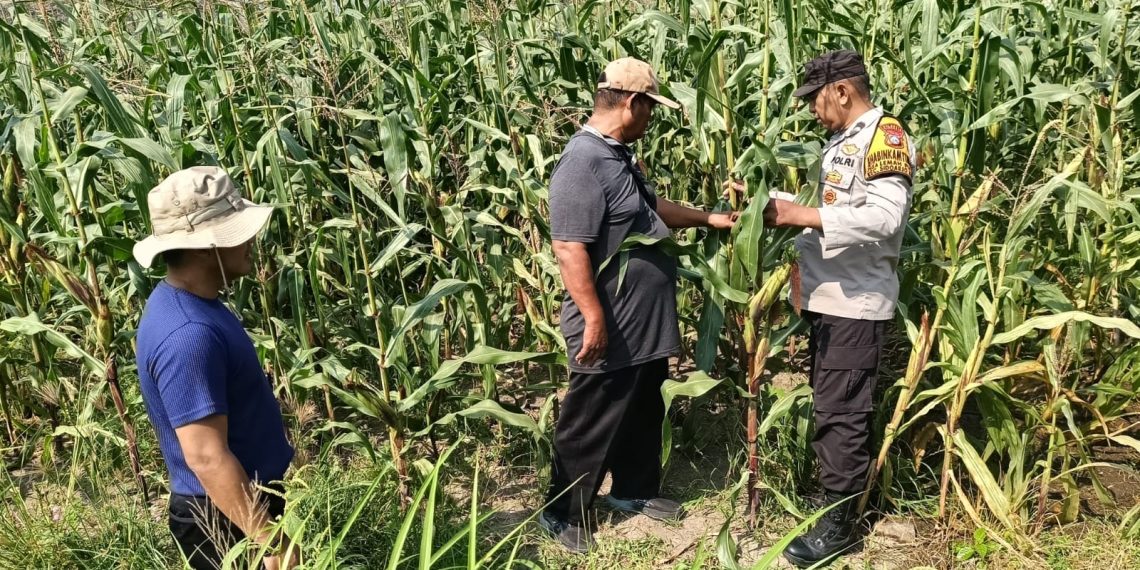 Kolaborasi Polisi dengan Petani Rawat Tanaman Jagung untuk Swasembada Pangan