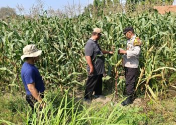 Kolaborasi Polisi dengan Petani Rawat Tanaman Jagung untuk Swasembada Pangan
