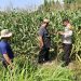 Kolaborasi Polisi dengan Petani Rawat Tanaman Jagung untuk Swasembada Pangan