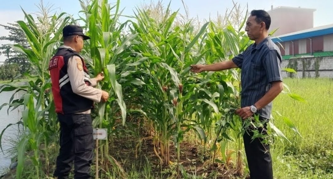 Bhabinkamtibmas Desa Keboharan Optimalkan Ketahanan Pangan Lahan Jagung