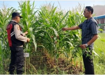 Bhabinkamtibmas Desa Keboharan Optimalkan Ketahanan Pangan Lahan Jagung