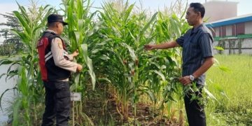 Bhabinkamtibmas Desa Keboharan Optimalkan Ketahanan Pangan Lahan Jagung