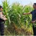Bhabinkamtibmas Desa Keboharan Optimalkan Ketahanan Pangan Lahan Jagung