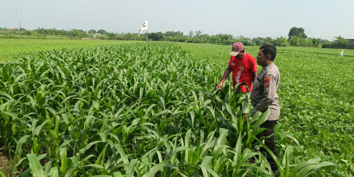 Dukung Swasembada Pangan, Polsek Wonoayu Kontrol Tanaman Jagung
