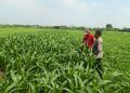 Dukung Swasembada Pangan, Polsek Wonoayu Kontrol Tanaman Jagung