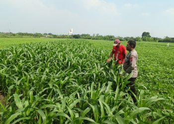 Dukung Swasembada Pangan, Polsek Wonoayu Kontrol Tanaman Jagung