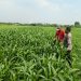 Dukung Swasembada Pangan, Polsek Wonoayu Kontrol Tanaman Jagung