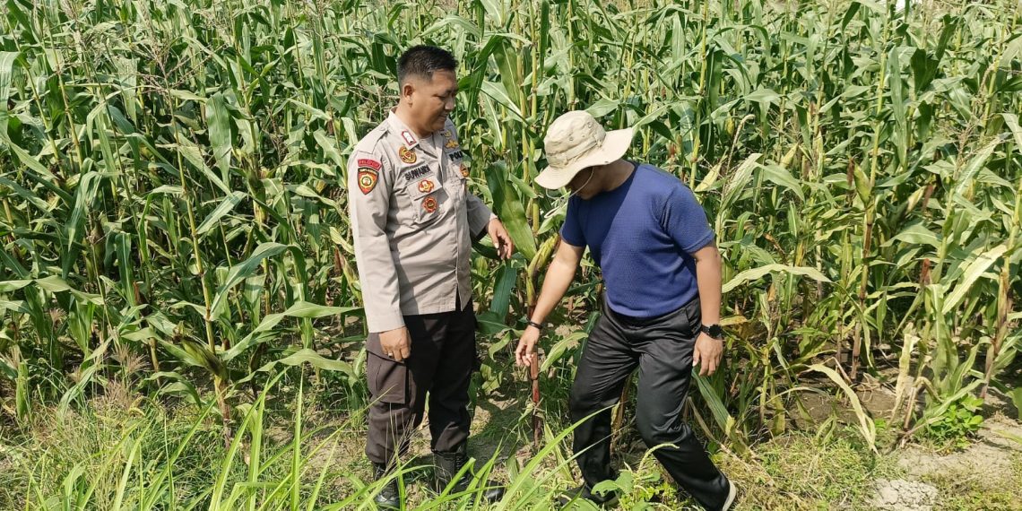 Polsek Sidoarjo Kota Dampingi Perawatan Jagung untuk Dukung Swasembada Pangan
