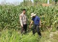 Polsek Sidoarjo Kota Dampingi Perawatan Jagung untuk Dukung Swasembada Pangan