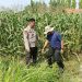 Polsek Sidoarjo Kota Dampingi Perawatan Jagung untuk Dukung Swasembada Pangan