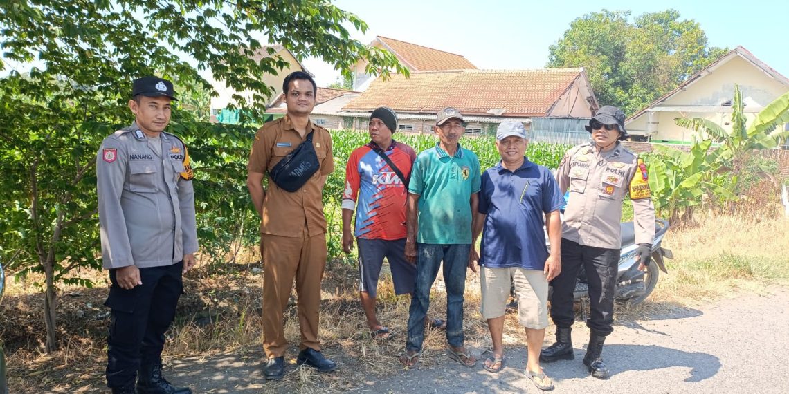 Polsek Balongbendo Ajak Petani Perhatikan Perkembangan Jagung Hibrida di Desa Singkalan