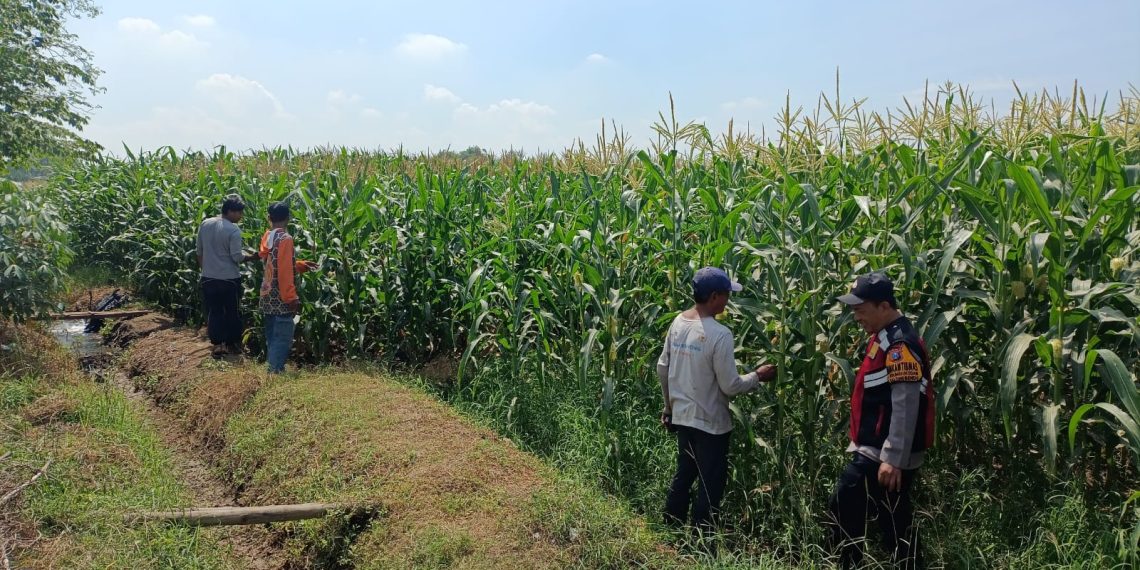 Polsek Balongbendo Dampingi Petani Kelola 21 Hektare Lahan Jagung