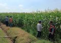Polsek Balongbendo Dampingi Petani Kelola 21 Hektare Lahan Jagung