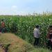 Polsek Balongbendo Dampingi Petani Kelola 21 Hektare Lahan Jagung