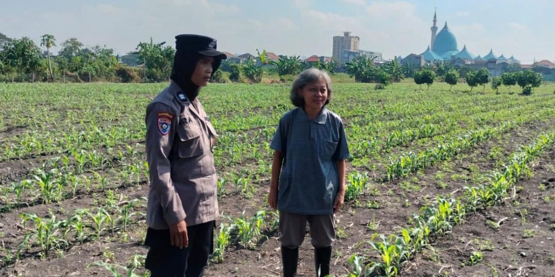 Polsek Taman Cek Pertumbuhan Jagung di Lahan Lingkar Mas