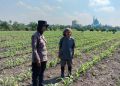 Polsek Taman Cek Pertumbuhan Jagung di Lahan Lingkar Mas
