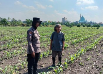 Polsek Taman Cek Pertumbuhan Jagung di Lahan Lingkar Mas