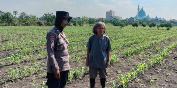 Polsek Taman Cek Pertumbuhan Jagung di Lahan Lingkar Mas