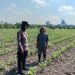 Polsek Taman Cek Pertumbuhan Jagung di Lahan Lingkar Mas