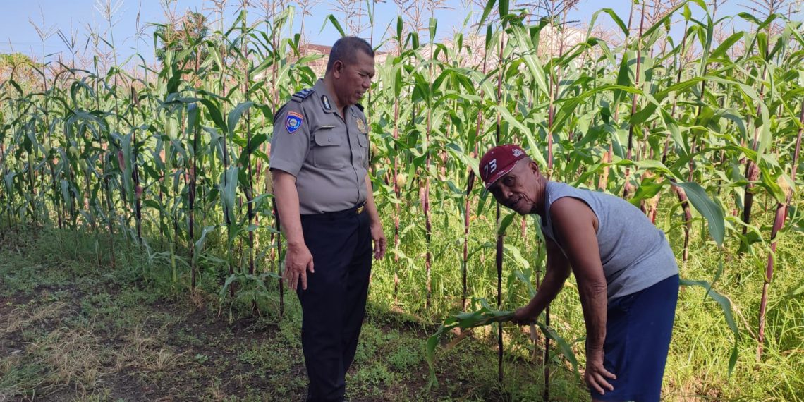 Bhabinkamtibmas Desa Buncitan Dampingi Perawatan Jagung