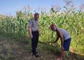 Bhabinkamtibmas Desa Buncitan Dampingi Perawatan Jagung