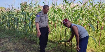 Bhabinkamtibmas Desa Buncitan Dampingi Perawatan Jagung