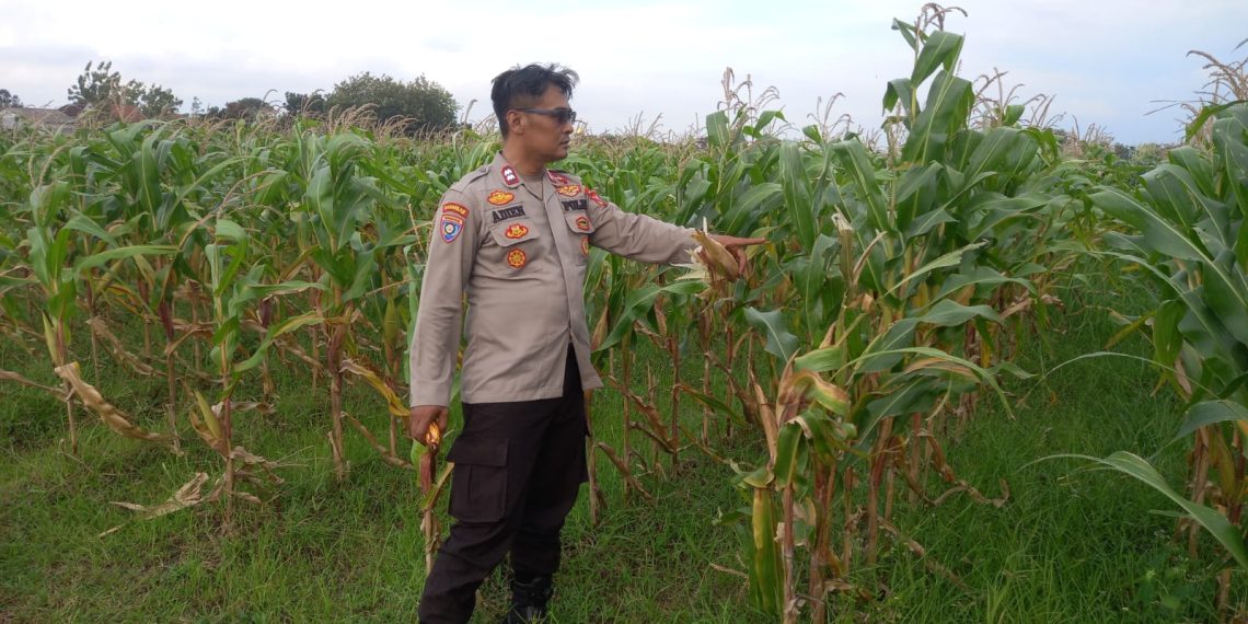 Polsek Krembung Intensifkan Pendampingan Lahan Jagung, Dukung Swasembada Pangan