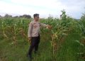 Polsek Krembung Intensifkan Pendampingan Lahan Jagung, Dukung Swasembada Pangan