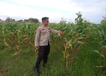 Polsek Krembung Intensifkan Pendampingan Lahan Jagung, Dukung Swasembada Pangan