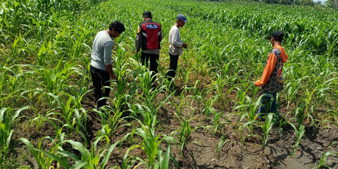 Polsek Balongbendo Semangati Petani untuk Keberhasilan Panen