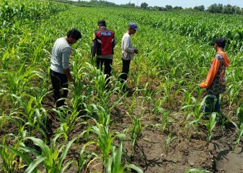 Polsek Balongbendo Semangati Petani untuk Keberhasilan Panen
