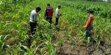 Polsek Balongbendo Semangati Petani untuk Keberhasilan Panen