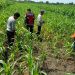 Polsek Balongbendo Semangati Petani untuk Keberhasilan Panen